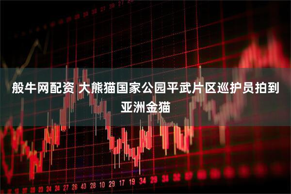 般牛网配资 大熊猫国家公园平武片区巡护员拍到亚洲金猫